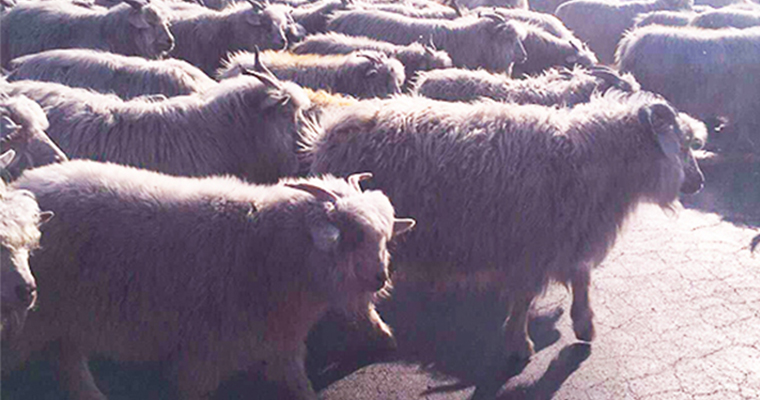沈阳奇思创意，大米面粉杂粮包装设计，大米礼盒包装设计，专卖店设计